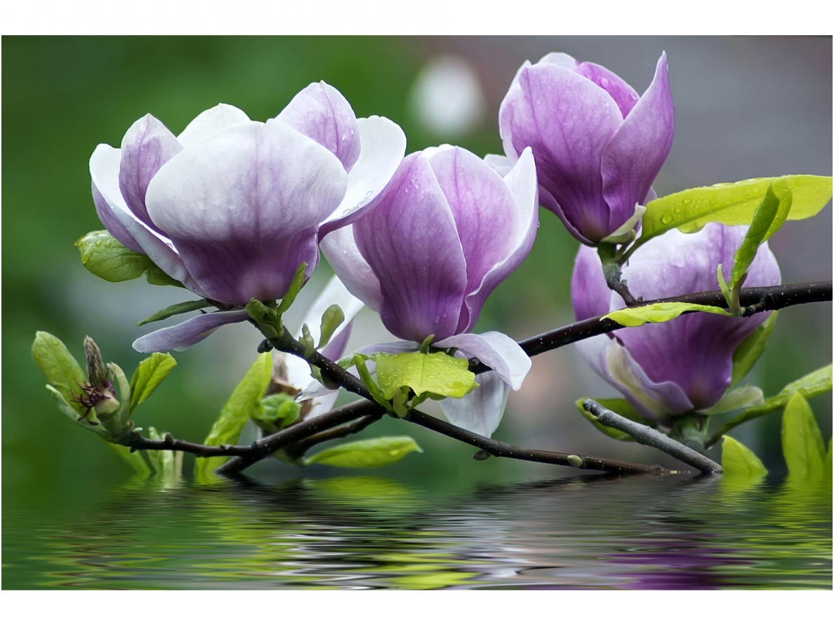 FOR WALL fototapetai 0160VE XXL FOR WALL fototapetai 0160VE XXL