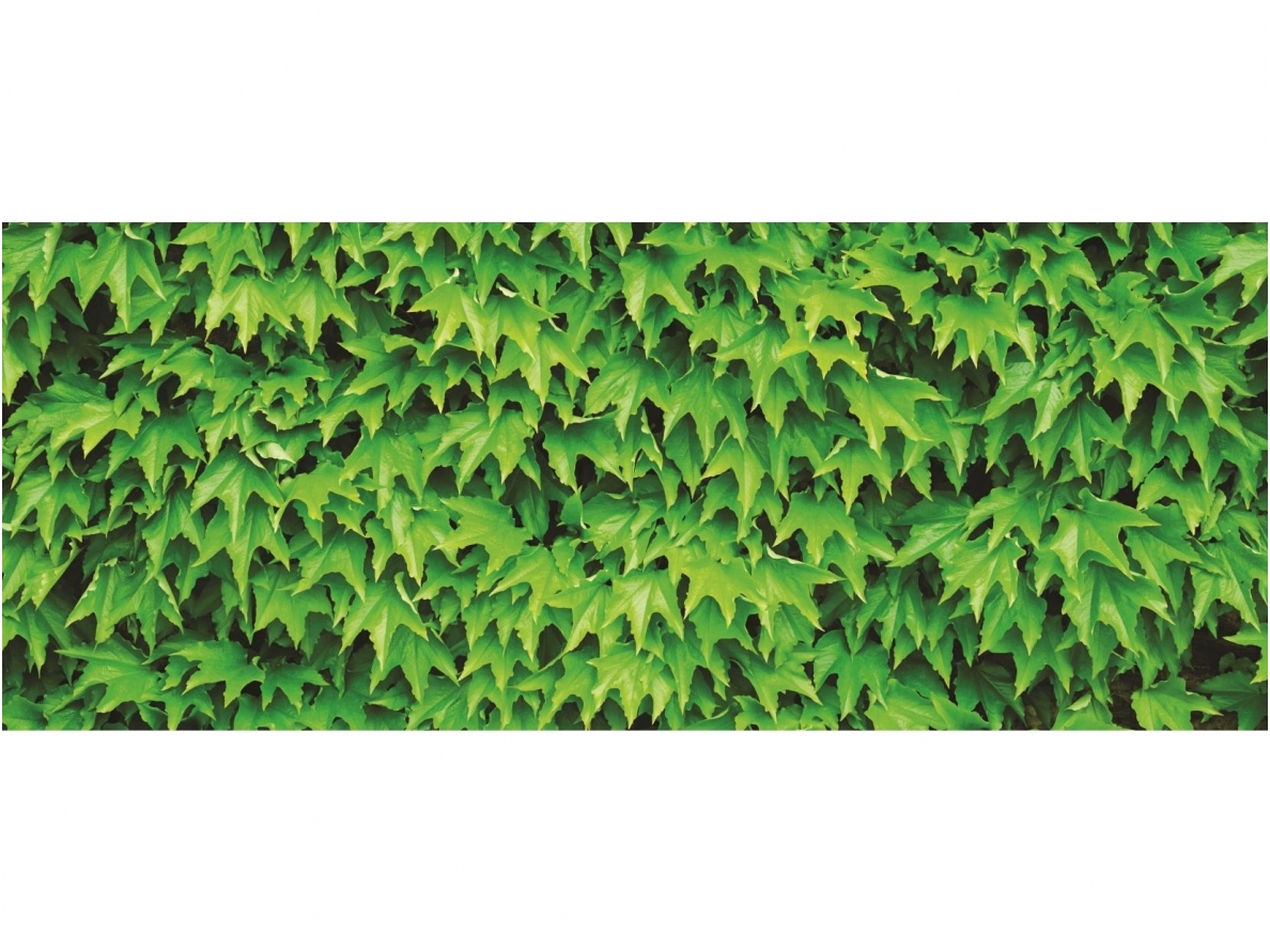 FOR WALL fototapetai 0279VEP
