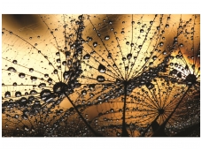 FOR WALL fototapetai 1008VE XL