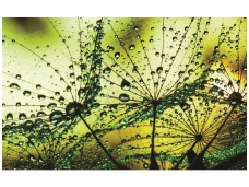 FOR WALL fototapetai 1009VE XL
