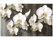 FOR WALL fototapetai 1015VE XXXL
