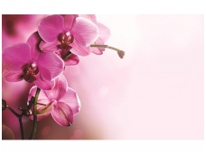 FOR WALL fototapetai 1033VE XXXL
