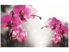 FOR WALL fototapetai 1034VE XXXL