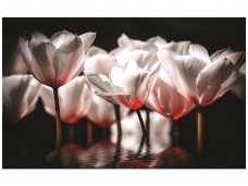FOR WALL fototapetai 1102VE P4