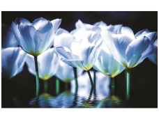 FOR WALL fototapetai 1103VE P8