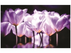 FOR WALL fototapetai 1104VE XXXL