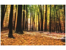 FOR WALL fototapetai 1220VE M