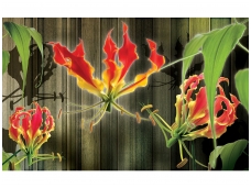 FOR WALL fototapetai 1390VE M
