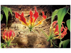 FOR WALL fototapetai 1393VE M