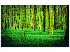 FOR WALL fototapetai 1438VE M
