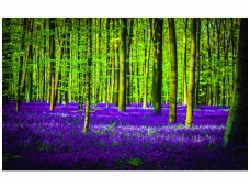 FOR WALL fototapetai 1439VE M