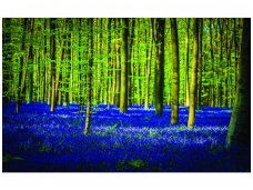 FOR WALL fototapetai 1440VE M