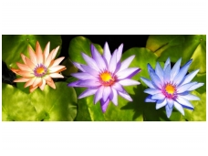 FOR WALL fototapetai 1583VEP