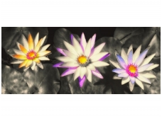 FOR WALL fototapetai 1584VEP