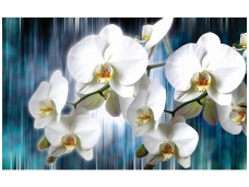 FOR WALL fototapetai 1668VE XL