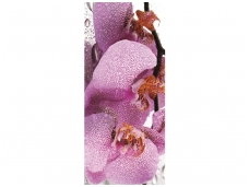 FOR WALL fototapetai 0184VET