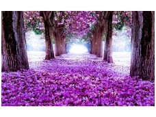 FOR WALL fototapetai 2379VE XXXL