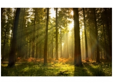 FOR WALL fototapetai 0576VE P4