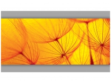 FOR WALL fototapetai 0583VEP