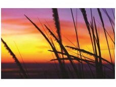 FOR WALL fototapetai 0650VE P4