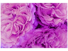 FOR WALL fototapetai 0657VE XXXL