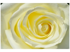 FOR WALL fototapetai 0660VE XXXL