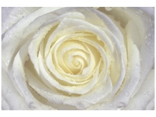FOR WALL fototapetai 0663VE XXXL