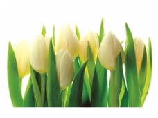 FOR WALL fototapetai 0894VE P4