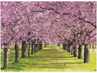 FOR WALL fototapetai 0010VE XL FOR WALL fototapetai 0010VE XL