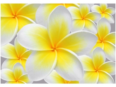 FOR WALL fototapetai 0033VE XXL