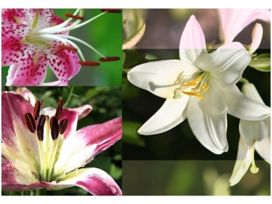 FOR WALL fototapetai 0076VE XXL