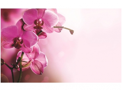 FOR WALL fototapetai 1033VE XXXL