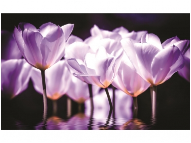 FOR WALL fototapetai 1104VE P4