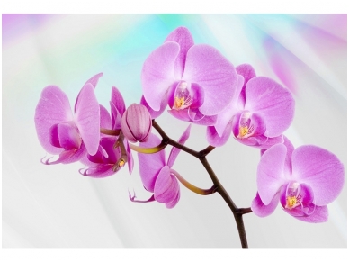 FOR WALL fototapetai 0116VE P4 FOR WALL fototapetai 0116VE P4
