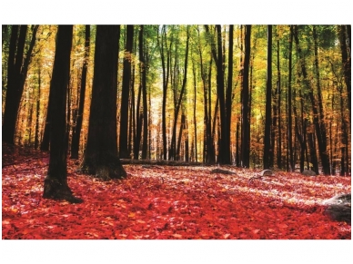 FOR WALL fototapetai 1219VE P4