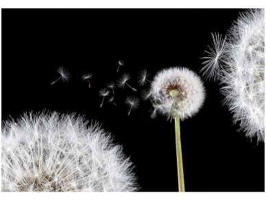 FOR WALL fototapetai 0125VE XXL