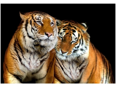 FOR WALL fototapetai 0130VE XXL FOR WALL fototapetai 0130VE XXL