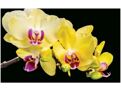 FOR WALL fototapetai 1343VE P4