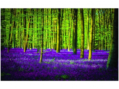 FOR WALL fototapetai 1439VE XXL