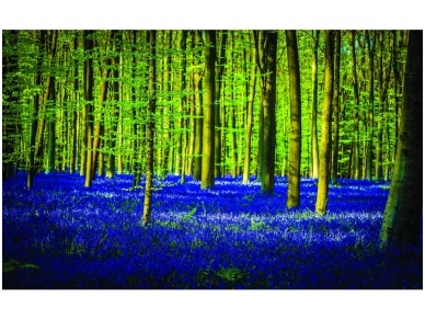 FOR WALL fototapetai 1440VE M