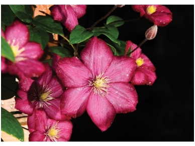 FOR WALL fototapetai 1556VE XXL