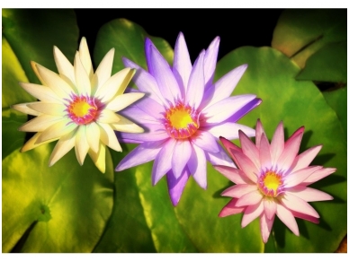 FOR WALL fototapetai 1558VE XXL