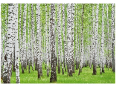 FOR WALL fototapetai 0157VE P4 FOR WALL fototapetai 0157VE P4