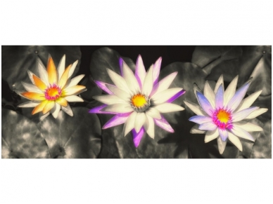 FOR WALL fototapetai 1584VEP