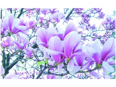 FOR WALL fototapetai 1619VE L