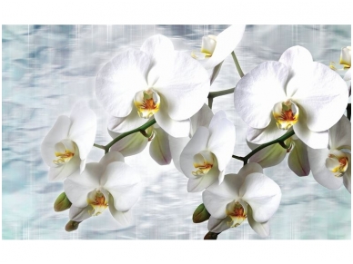 FOR WALL fototapetai 1667VE XXXL
