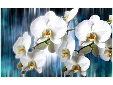 FOR WALL fototapetai 1668VE XXXL
