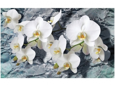 FOR WALL fototapetai 1669VE XXXL