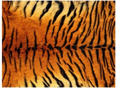 FOR WALL fototapetai 0181VE XXL