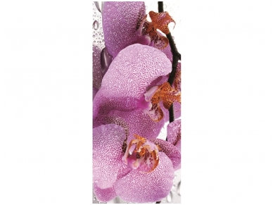 FOR WALL fototapetai 0184VET FOR WALL fototapetai 0184VET